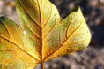 *HERBST* 